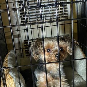 Meet your Posher, Tasha